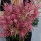 Astilbe
