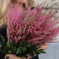 Astilbe