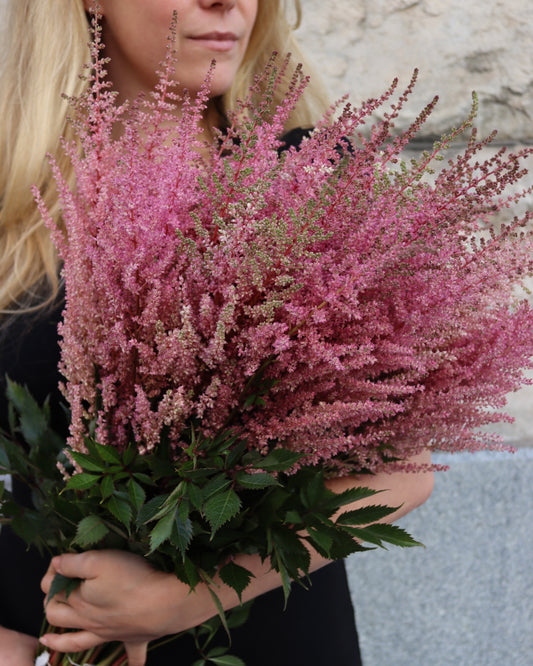 Astilbe