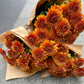 Krysantemum