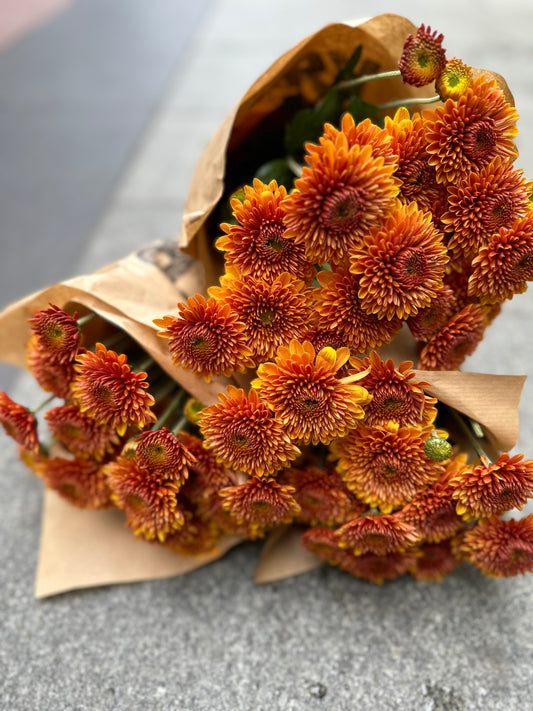 Krysantemum