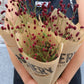 Blodtopp - Sanguisorba