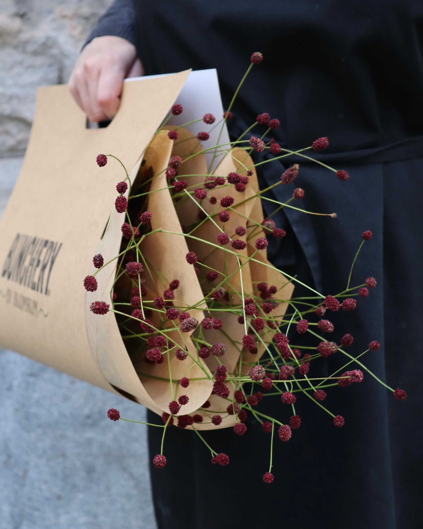 Blodtopp - Sanguisorba
