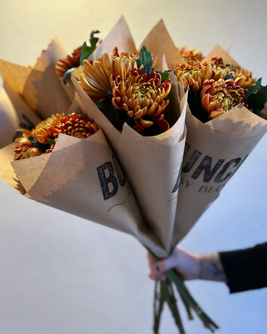 Bollkrysantemum