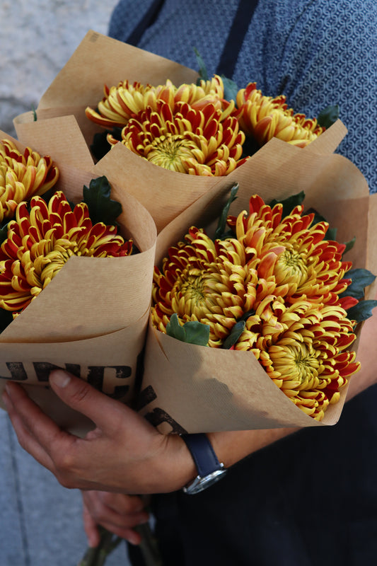 Bollkrysantemum