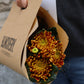 Bollkrysantemum