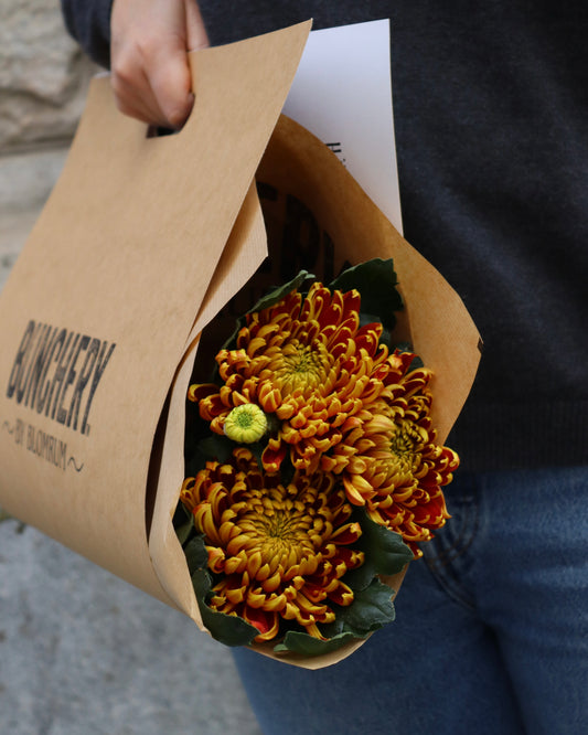 Bollkrysantemum