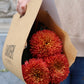 Bollkrysantemum