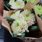 Bollkrysantemum