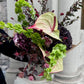 Bunchery By Blomrum Buncherys Val Lyx Snittblommor Hortensia Blomsterbud Stockholm Göteborg Blommor Till Dörren