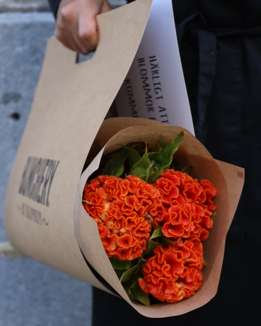 Celosia