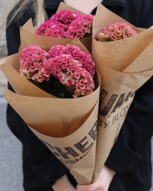 Celosia
