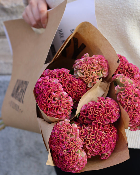 Celosia
