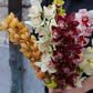Cymbidium