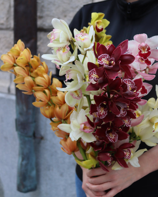 Cymbidium