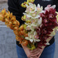 Cymbidium