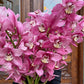 Cymbidium