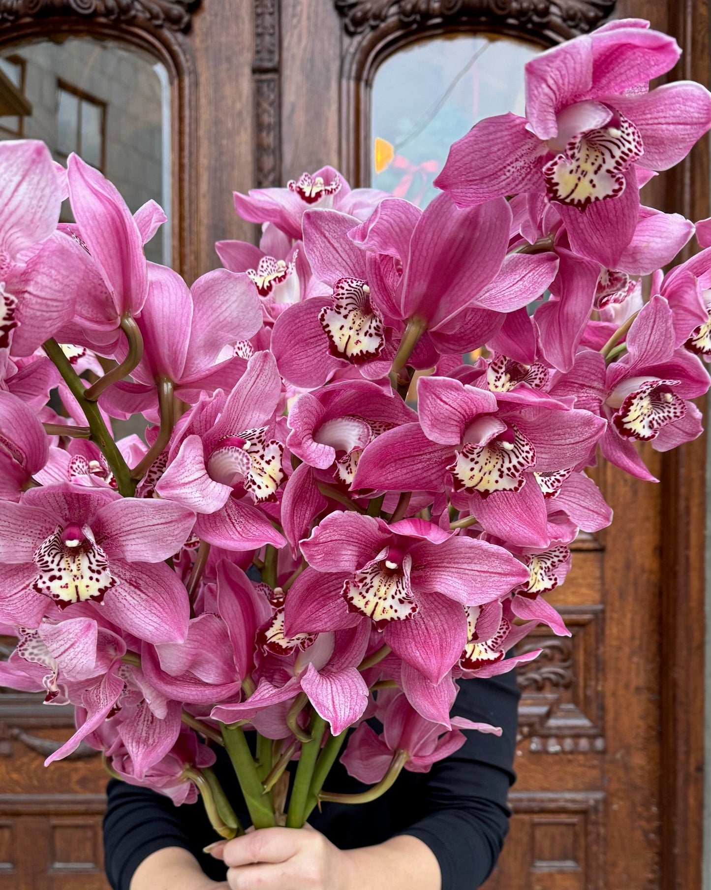 Cymbidium
