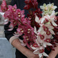 Cymbidium