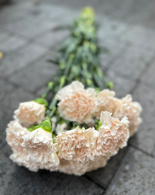 Nejlika/Dianthus Gräddvit
