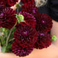 Dahlia
