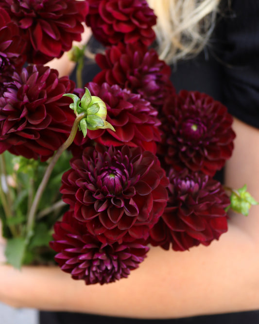Dahlia