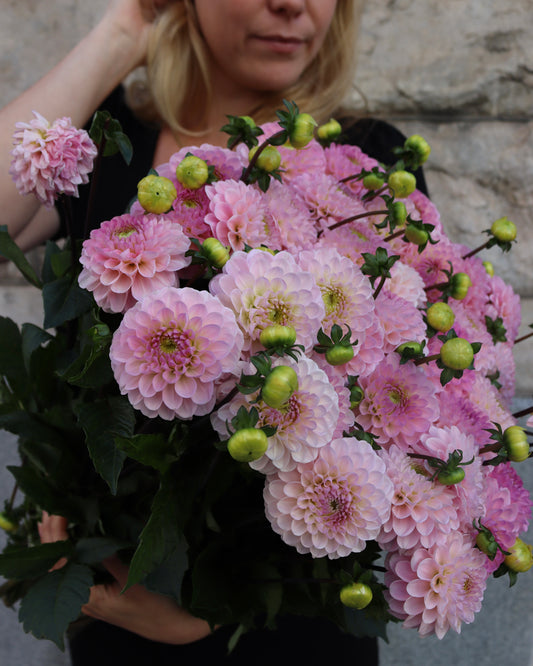 Dahlia
