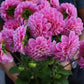 Dahlia