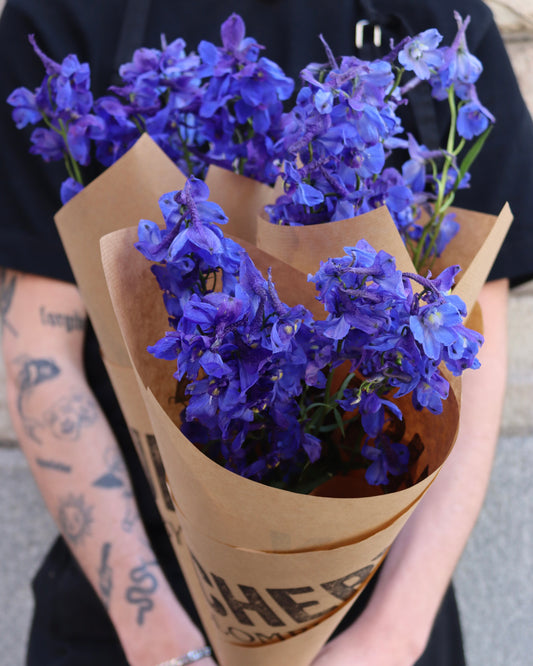 Riddarsporre - Delphinium