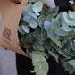 Eucalyptus