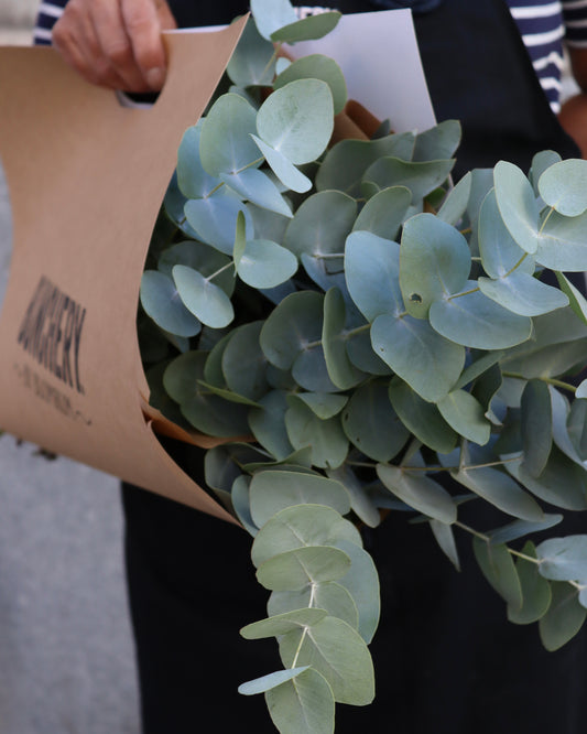 Eucalyptus