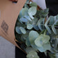 Eucalyptus