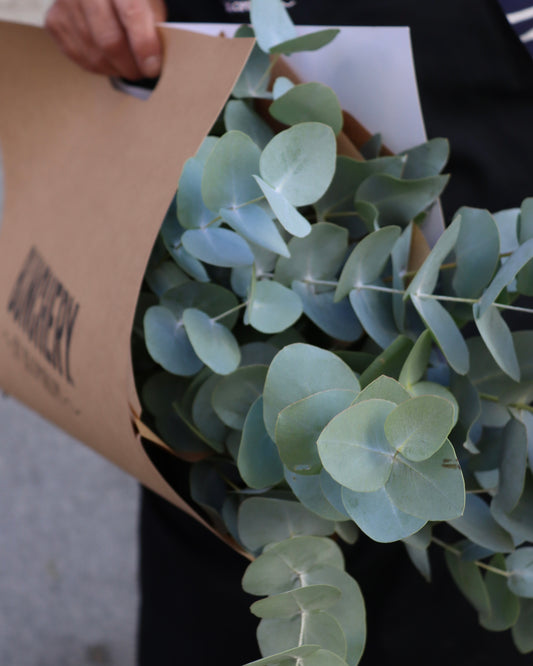 Eucalyptus
