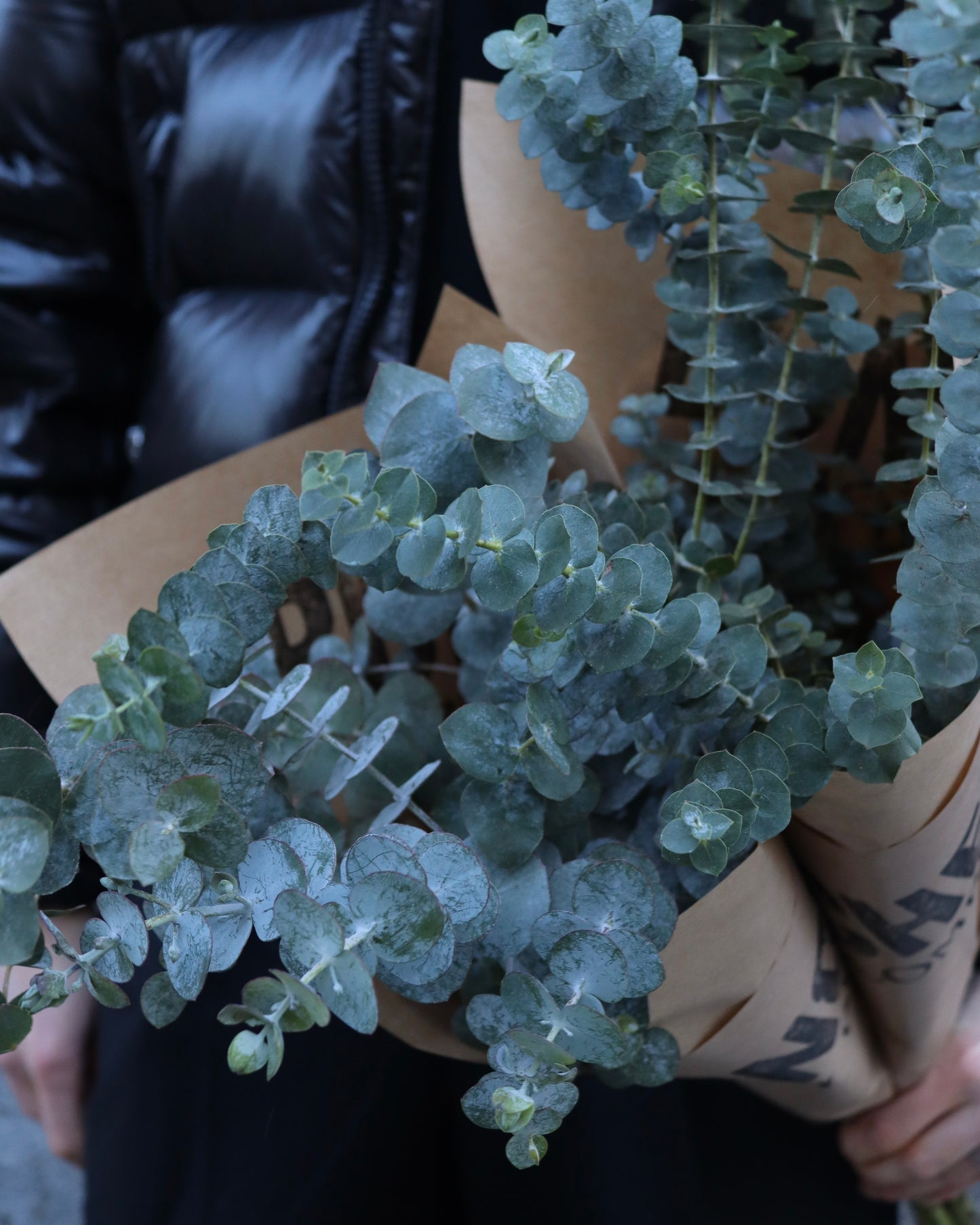 Eucalyptus  - Baby Blue