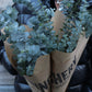 Eucalyptus  - Baby Blue