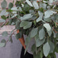 Eucalyptus - Populus