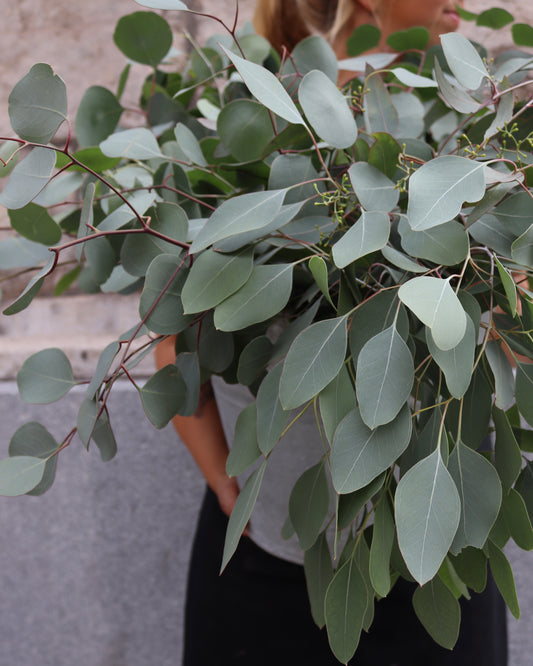 Eucalyptus - Populus