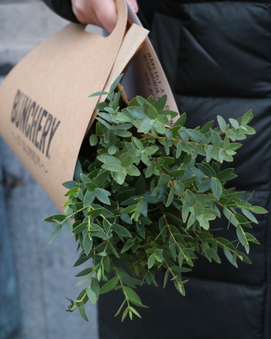 Eucalyptus Småbladig