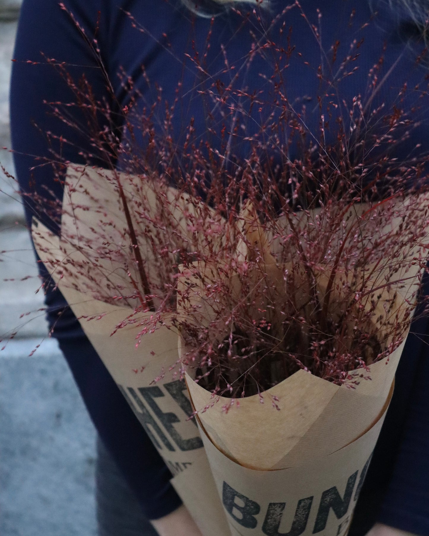 Warriorgräs - Panicum Warrior