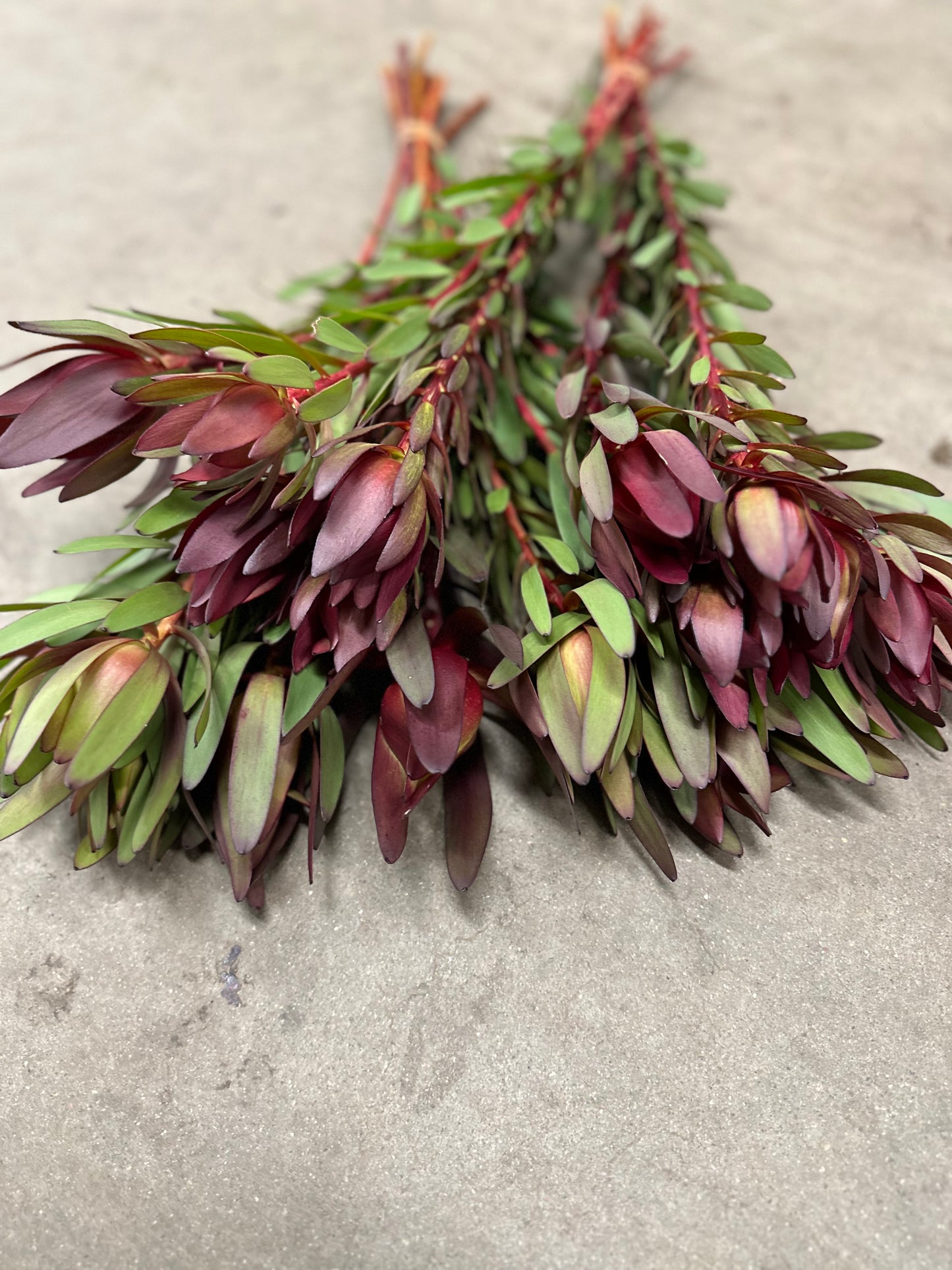 Leucadendron