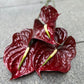 Anthurium