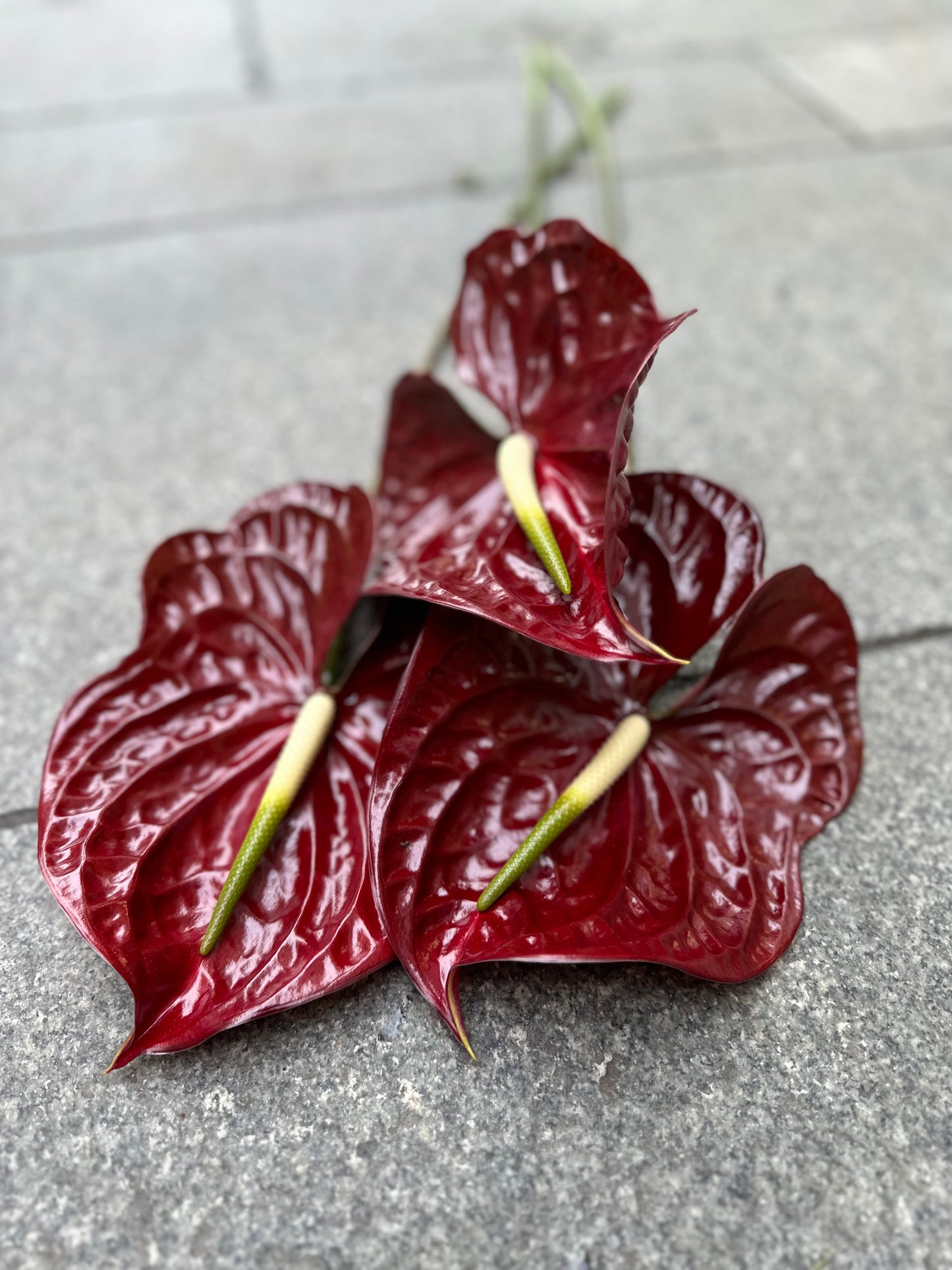 Anthurium