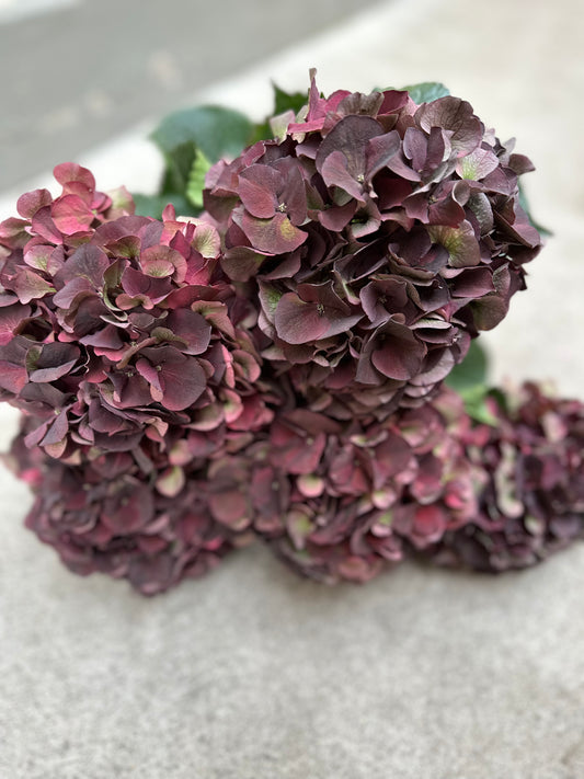 Hortensia - Hydrangea