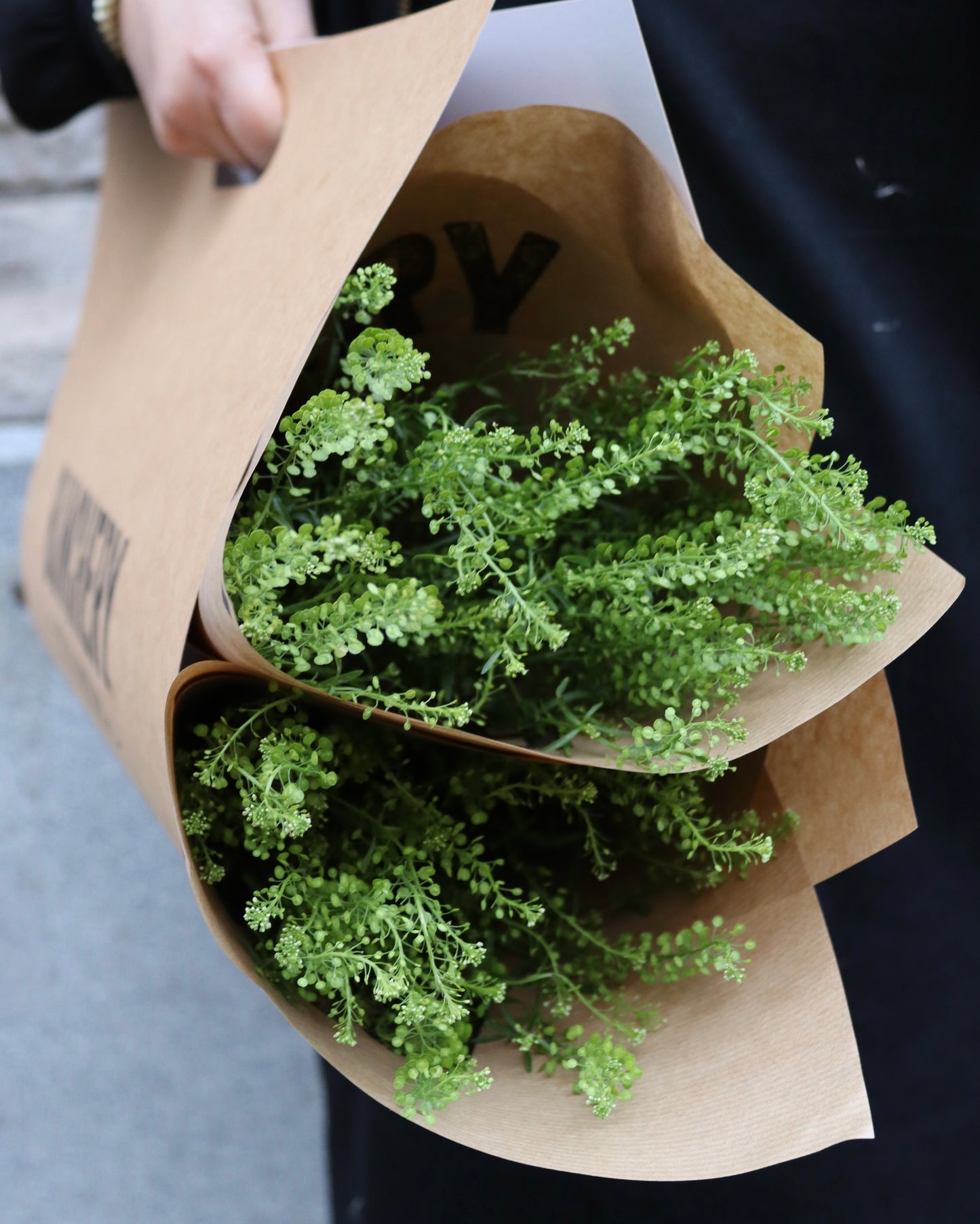 Green Bell - Thlaspi