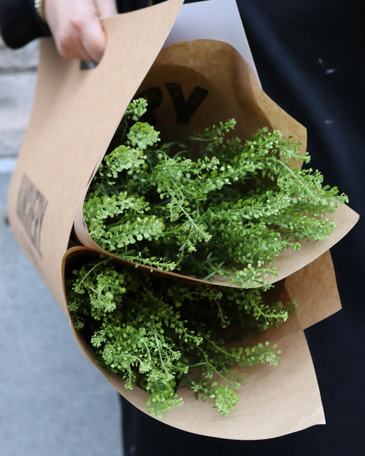 Green Bell - Thlaspi