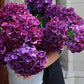Hortensia - Hydrangea