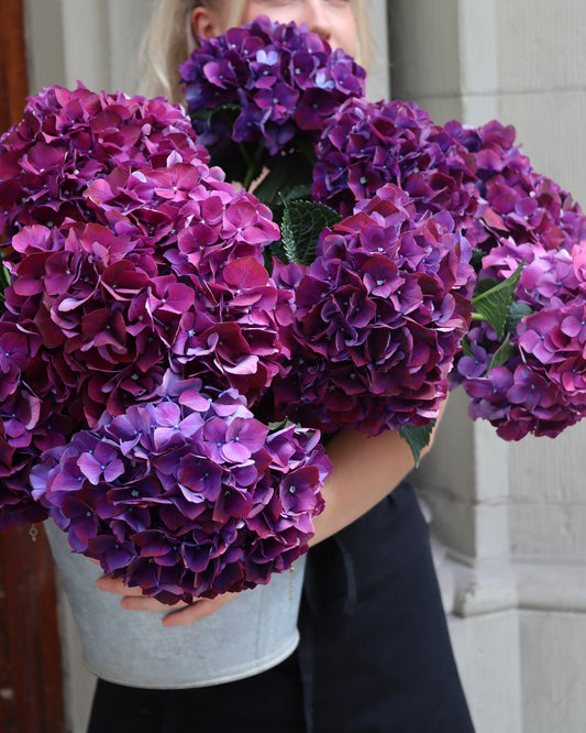 Hortensia - Hydrangea