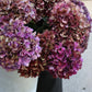 Hortensia - Hydrangea