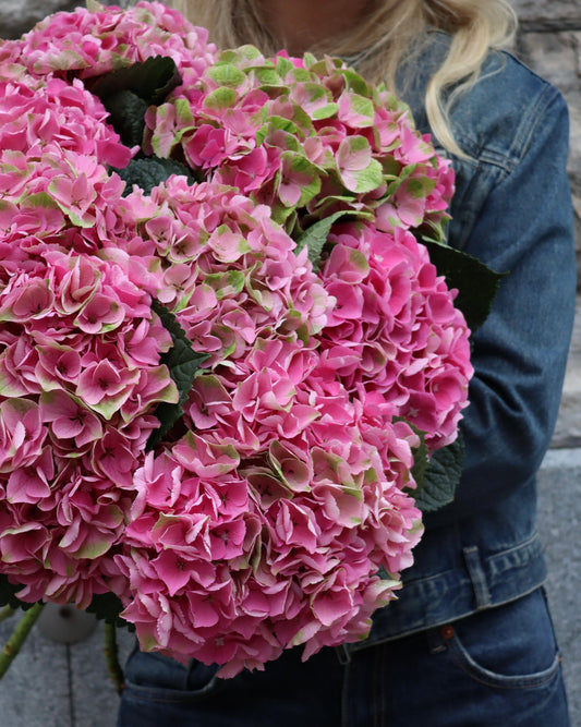 Hortensia - Hydrangea
