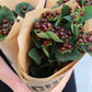 Hypericum
